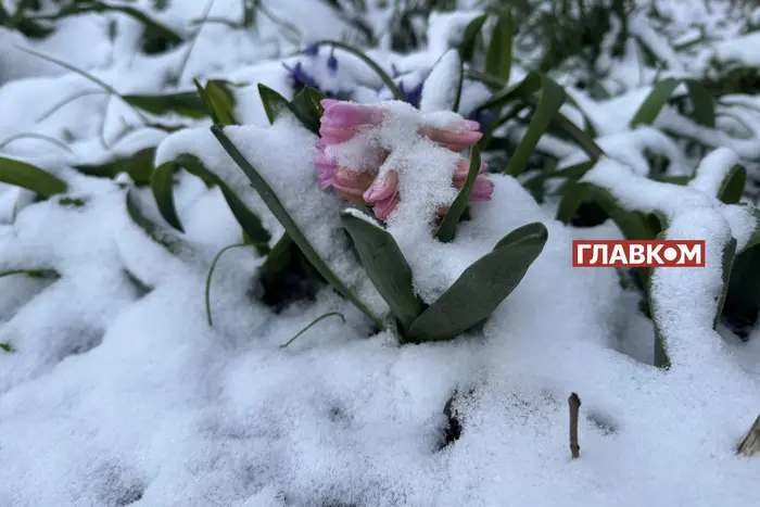 Засніжена Україна в квітні