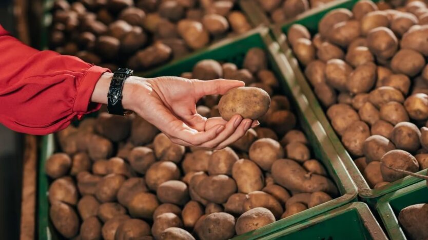 Ukrainian farmer with his potato harvest