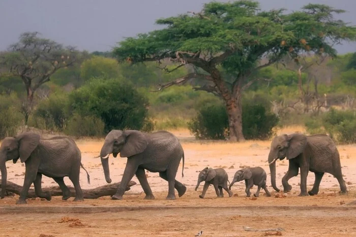 Tragedy: almost entire herd of elephants died in India