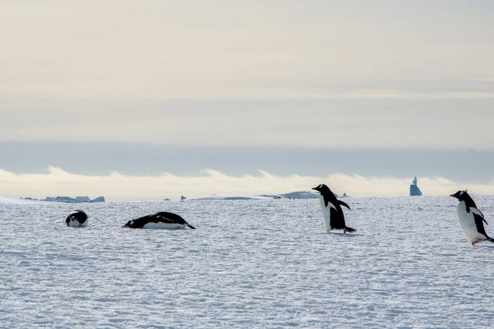 Scientists observe celestial features above Antarctica