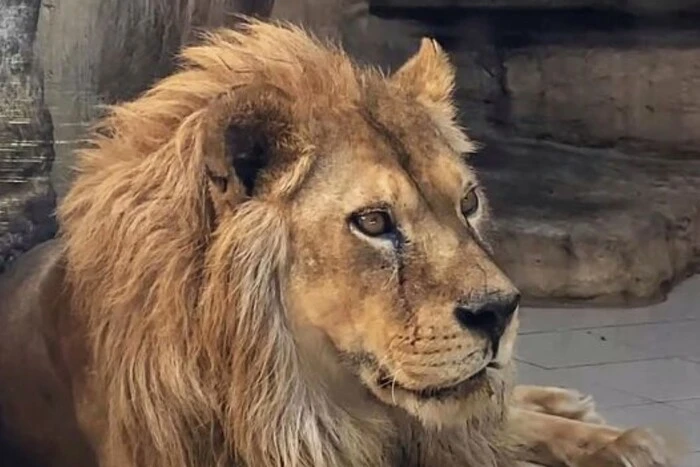 Dead lion at the dump