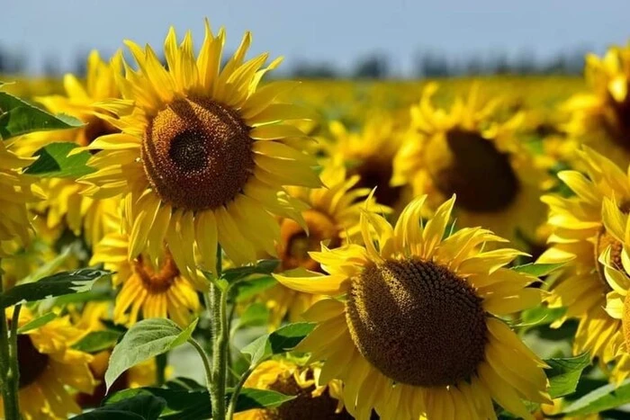 Bez opadów i do 28°C ciepła: prognoza pogody na 7 września