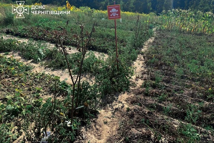 Właściciele działek warzywnych na Czerniowszczyźnie zaskoczyli saperów: co się stało