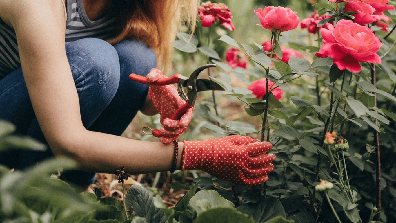 Welche Pflanzen sollten nicht neben Rosen gepflanzt werden, um die Blumen nicht zu verderben