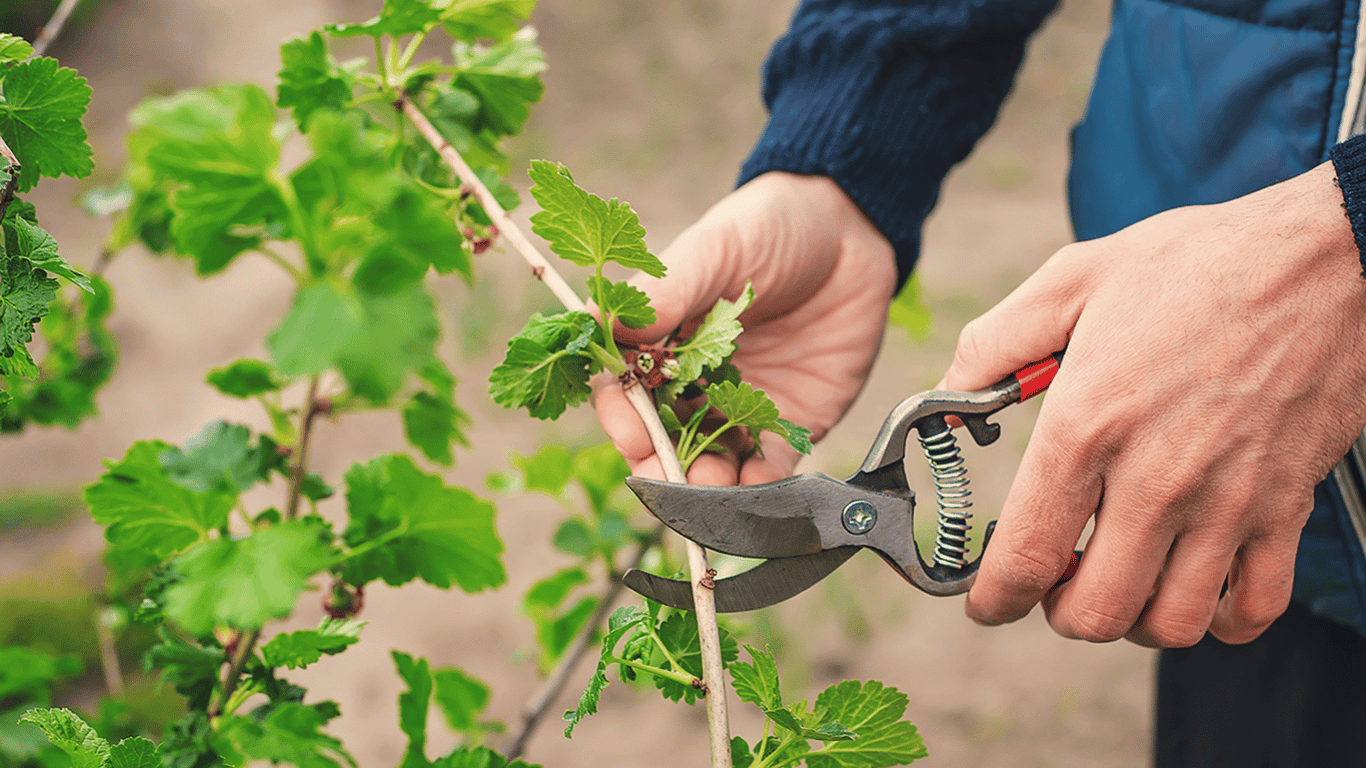 Warum es wichtig ist, Johannisbeeren im Juli 2025 zu schneiden - wie man es macht