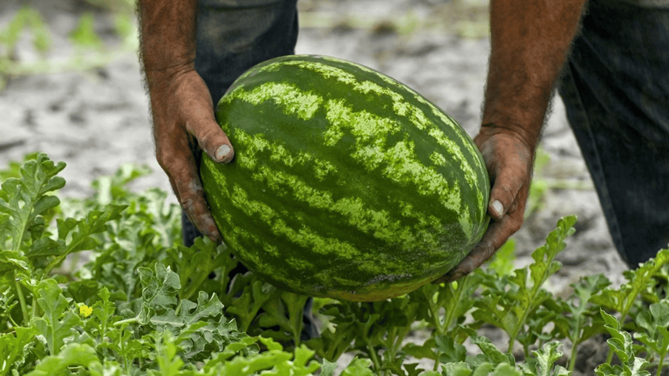How to Plant Watermelons in the Garden - Rules to Know